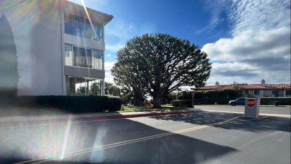 Reynoso Tree Service Llc- Reliable Tree Service