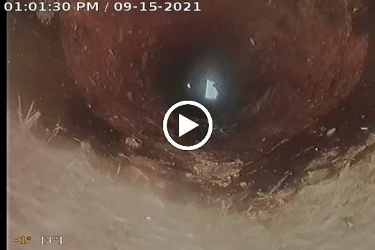 Pipeline Drain Cleaning