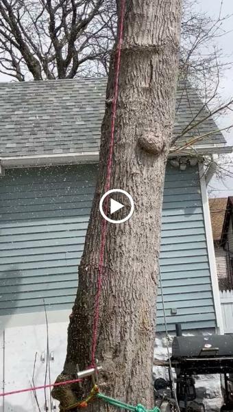 Angel's Tree Service LLC