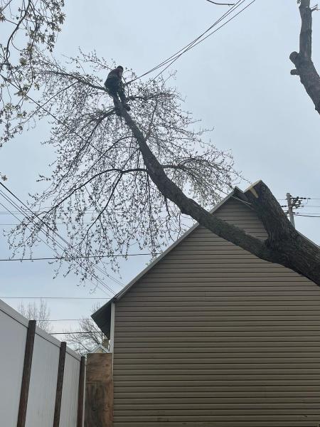 Angel's Tree Service LLC