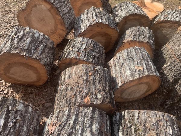 West Atlanta Tree Service