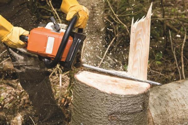 Indiana Tree Removal Service