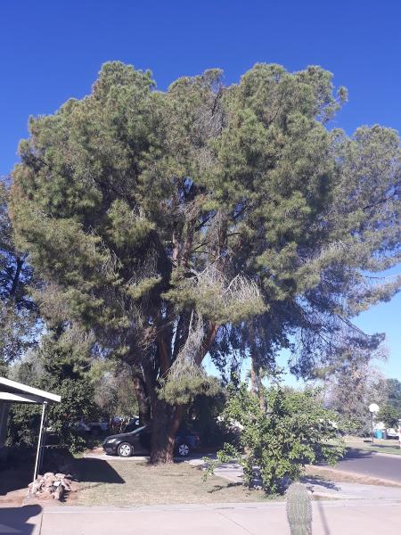 Premium Tree Care LLC