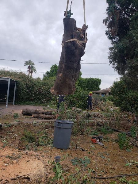 Premium Tree Care LLC
