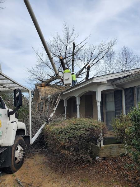 Y Professional Tree Service