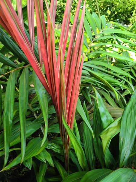 Palm Professionals Tropical Nursery #1