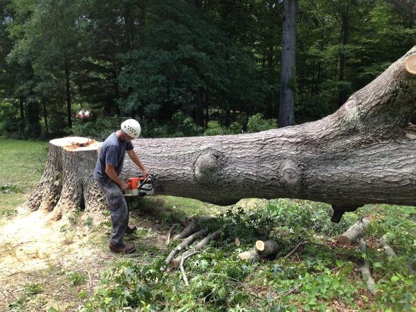 Satisfaction Tree Service