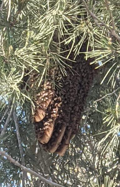 We Save Bees