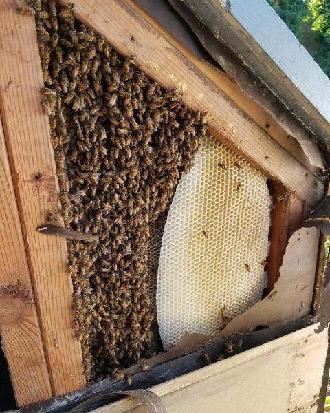 We Save Bees