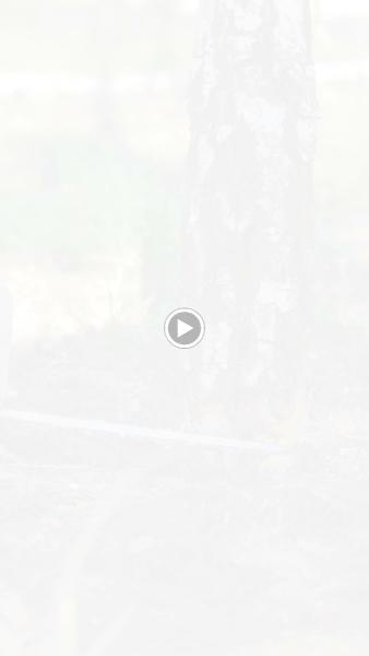 Escobar Tree Service & Stump Grinder