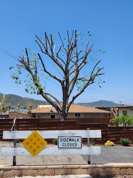Escobar Tree Service & Stump Grinder