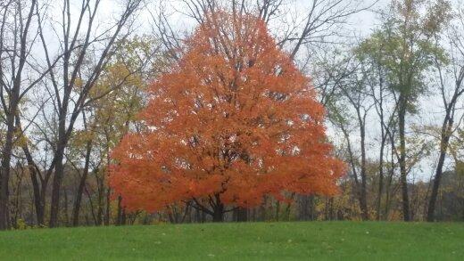 Family Tree Service LLC