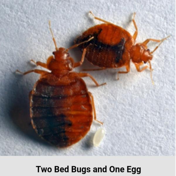 Ram Exterminators KC| Pest Control Kansas City
