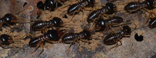 Barton Family Pest Control