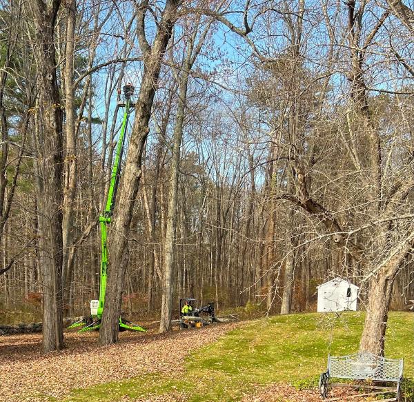 Wilder's Tree Service