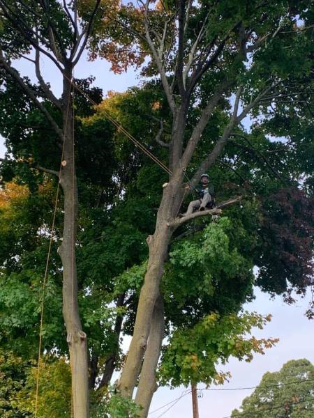 Wilder's Tree Service