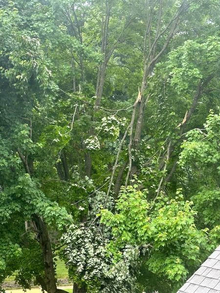 Modern Tree Solutions