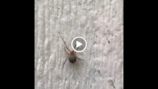 Hicks Pest Control