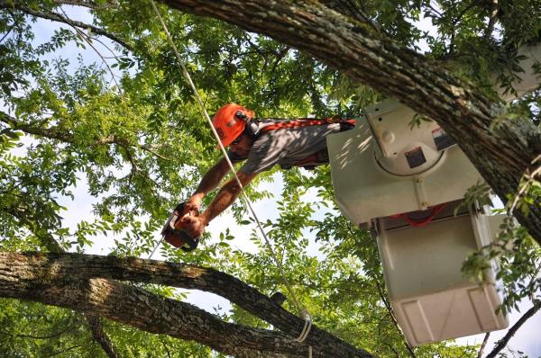 Carolina Tree Care