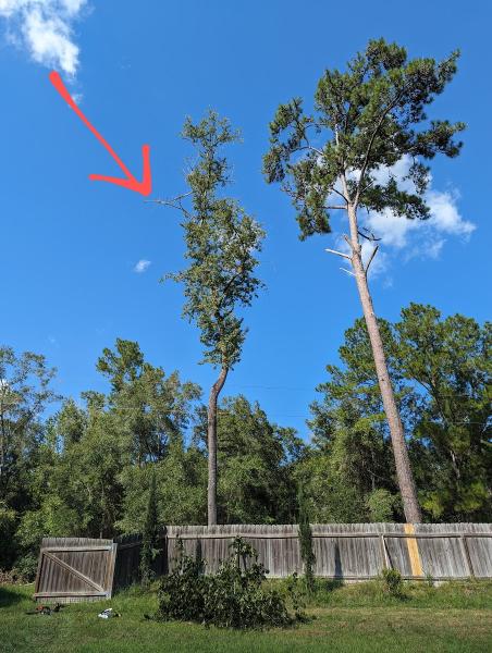 Marco Ferri Tree Service