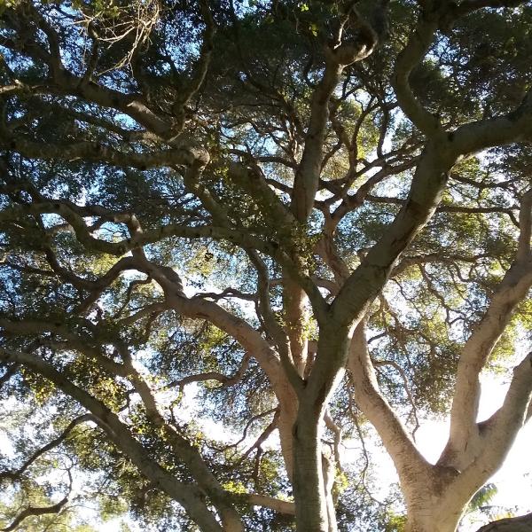 Camarillo Tree Service