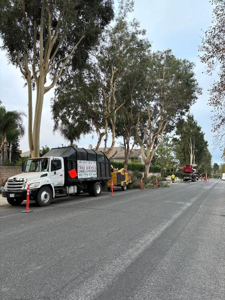 Camarillo Tree Service