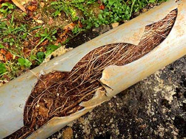 Benjamin Franklin Plumbing & Drain Services