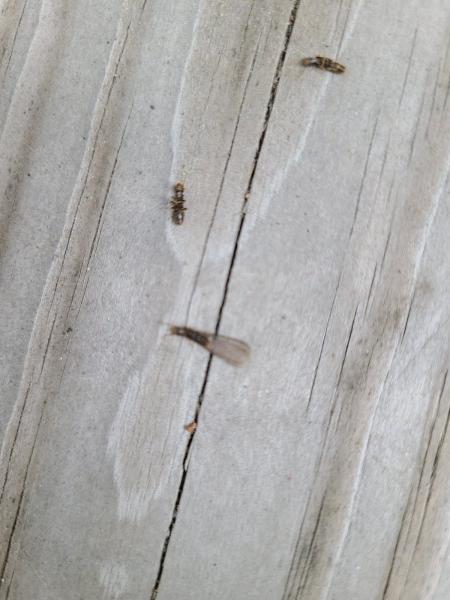 Pest Detective Services Inc.