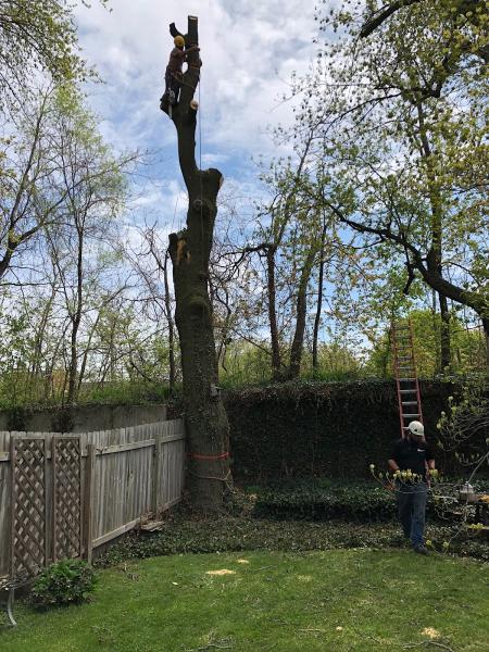 F&M Montoya Tree Service