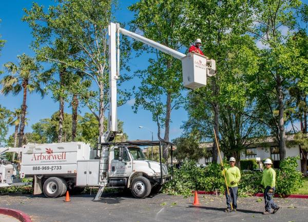 Arborwell Professional Tree Care