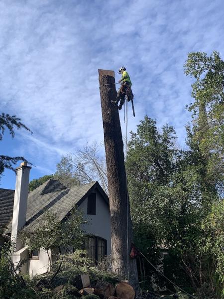 Expert Tree Cutting
