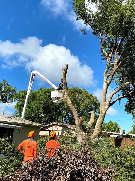A to Z Tree Removal Service LLC