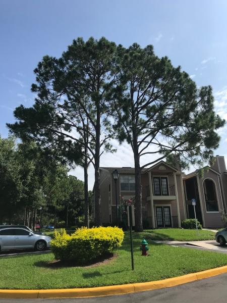 A to Z Tree Removal Service LLC