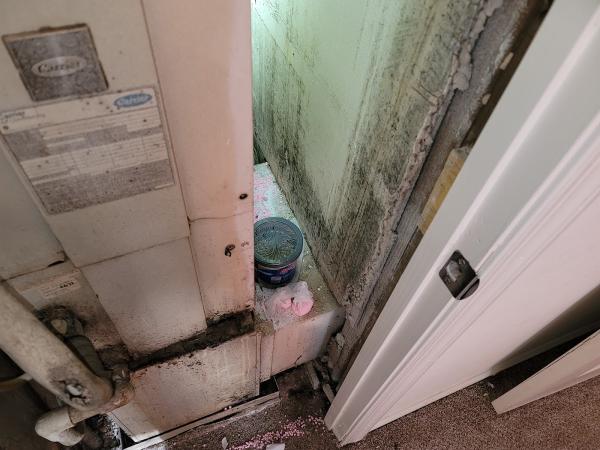 Baltimore Mold Testing
