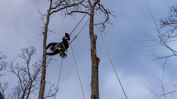 Ameritree Experts