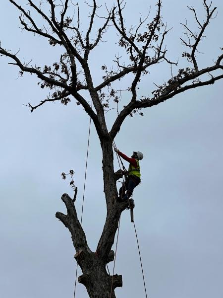 Ameritree Experts