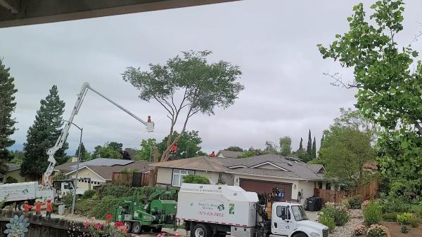 Terry's Tree Service
