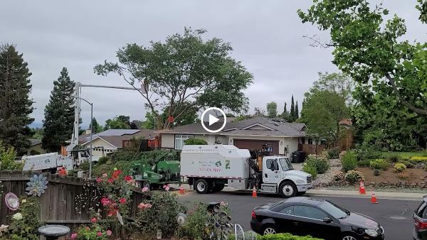 Terry's Tree Service
