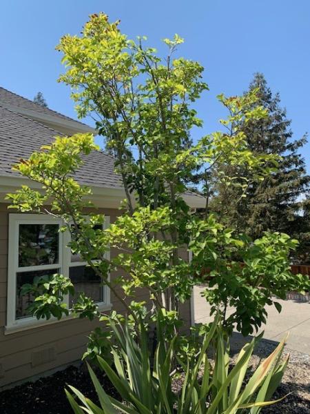 Terry's Tree Service