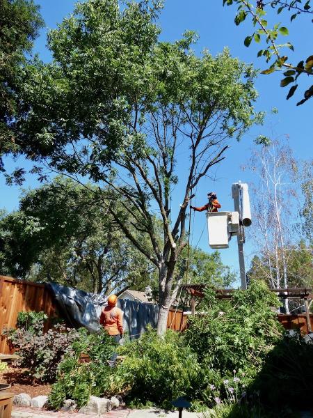 Terry's Tree Service