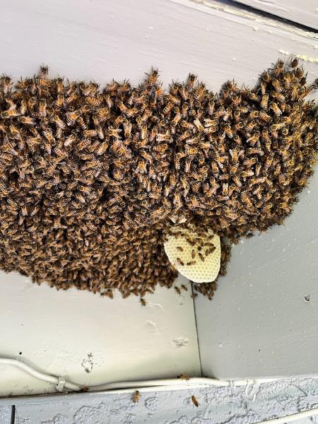 Keith's Bee Service