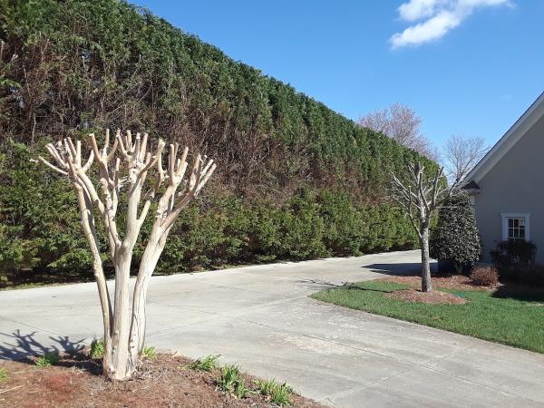 Hartz Tree Co