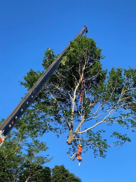 Mass Bay Tree Service Inc