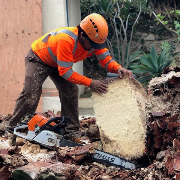 Higuera Tree Care
