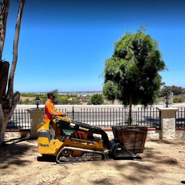 Higuera Tree Care