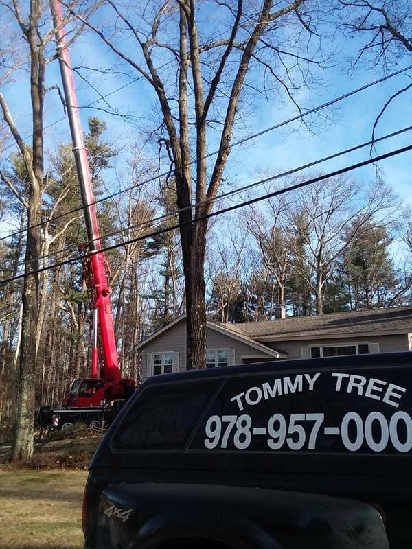 Tommy Tree Service & Yard Expansion
