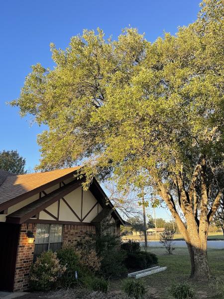 Kyle's Tree and Lawn Care Llc