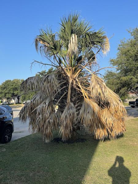 Kyle's Tree and Lawn Care Llc
