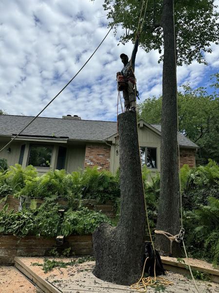 Efficiency Tree Service