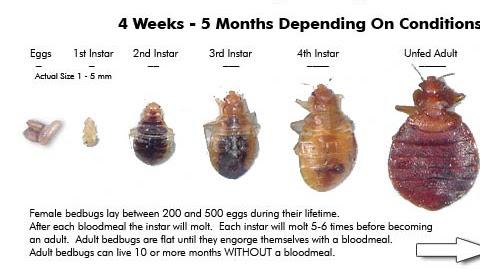D-Termination Pest Control